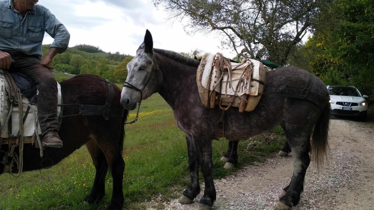 Agriturismo Montesalce Villa Gubbio Eksteriør billede